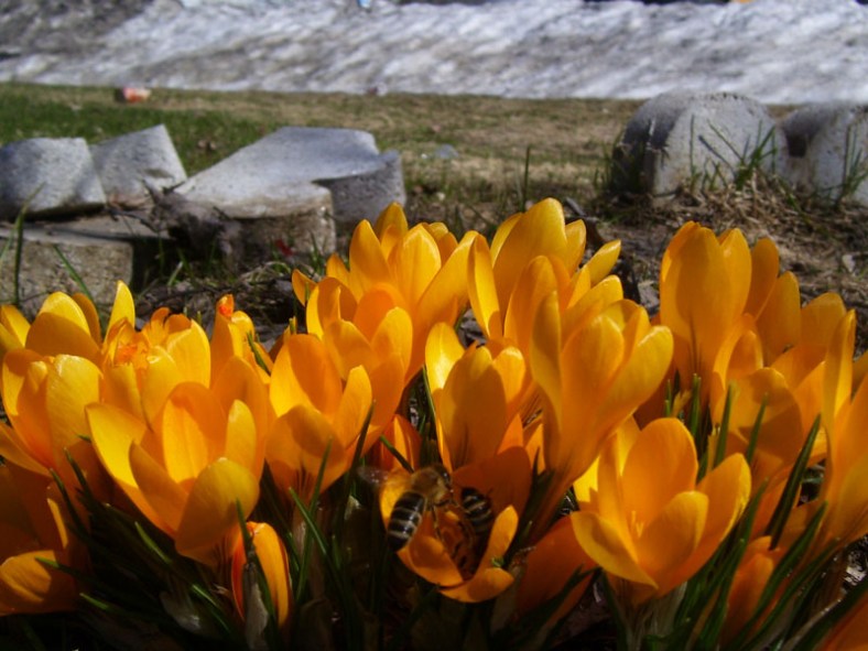 Vankleek Hill garden