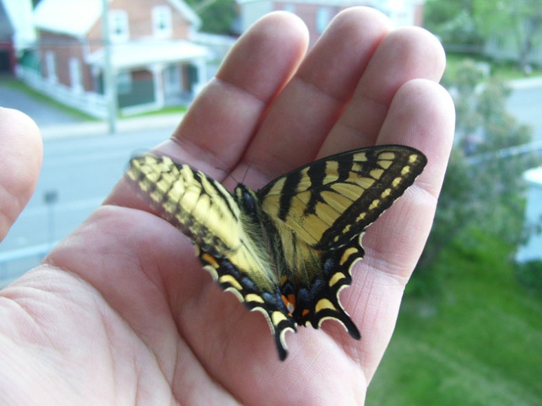 Vankleek Hill butterfly