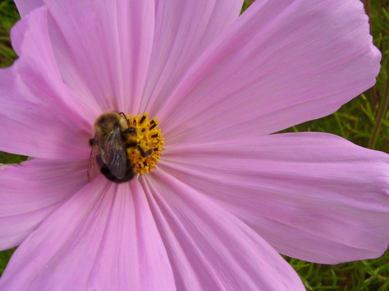 Vankleek Hill garden