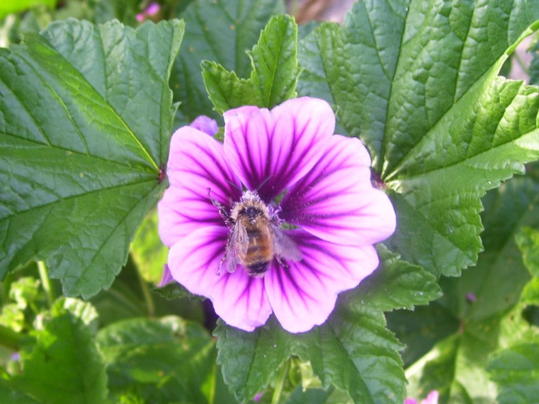purple Vankleek Hill bee