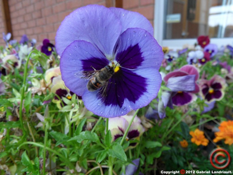 Vankleek Hill graffiti