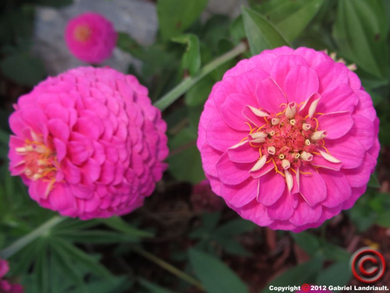 Vankleek Hill flower