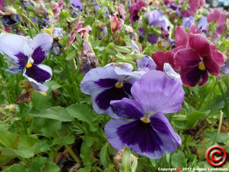 Vankleek Hill colour