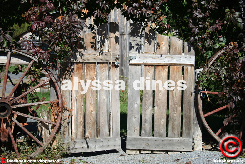 Alyssa Dines