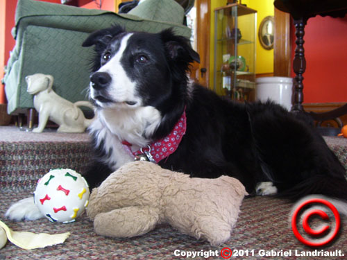 Kipling resting in Vankleek Hill