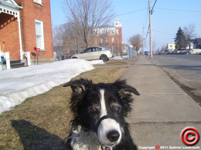 Kipling playing in Vankleek Hill