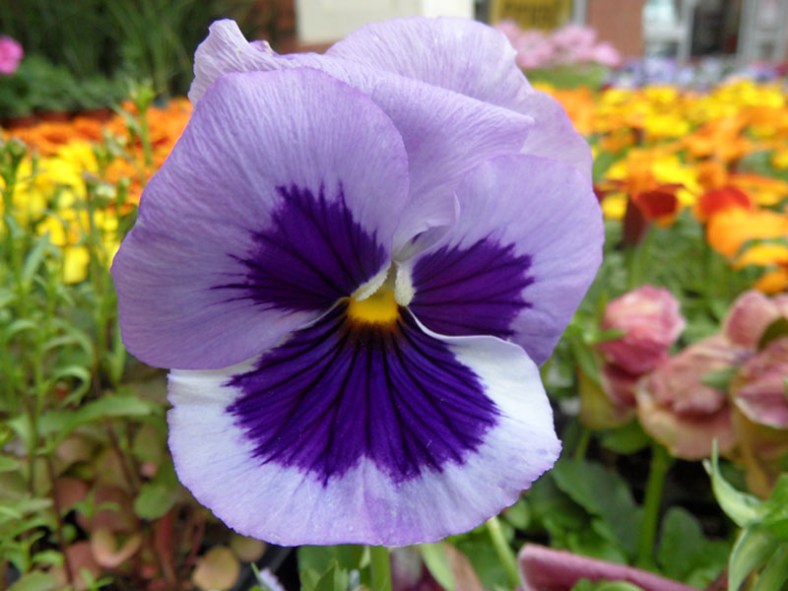 Vankleek Hill May Show