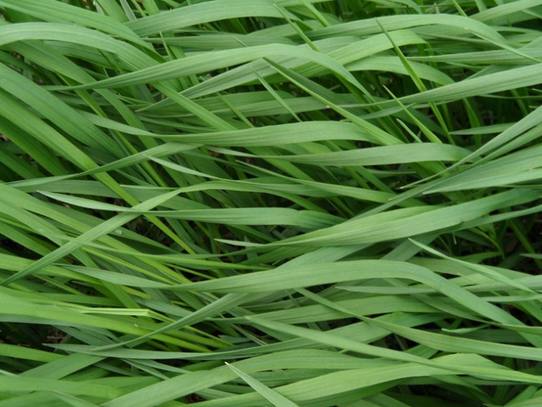 Vankleek Hill grass