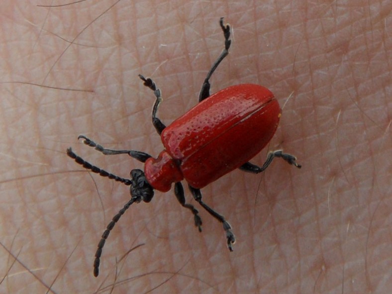 a bug you might find in Vankleek Hill