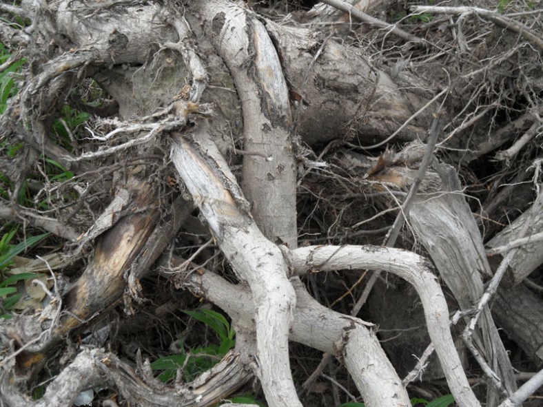 a Vankleek Hill postcard