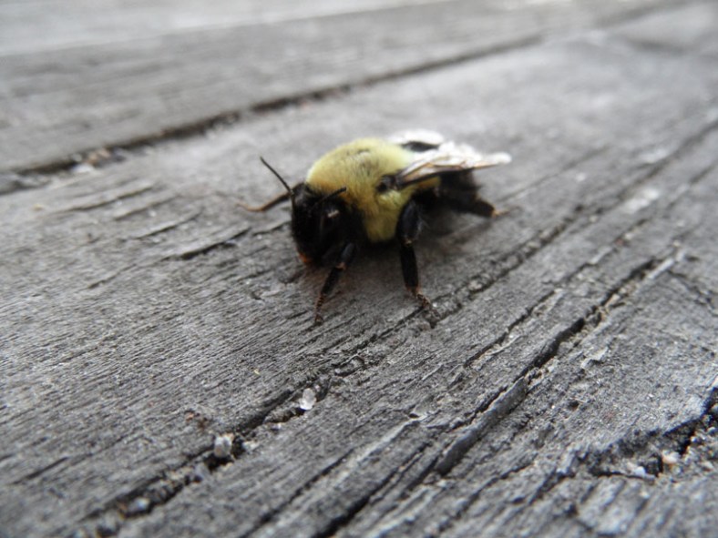 a Vankleek Hill bumblebee