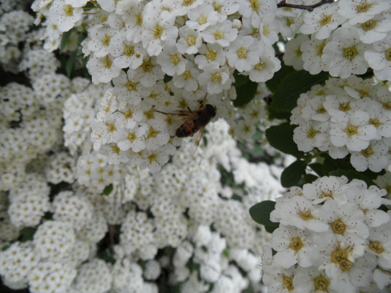 another Vankleek Hill garden