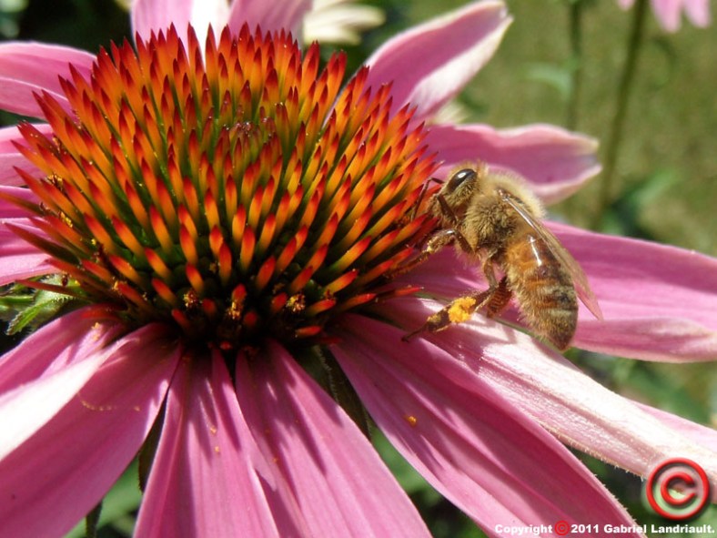 awesome Vankleek Hill photo