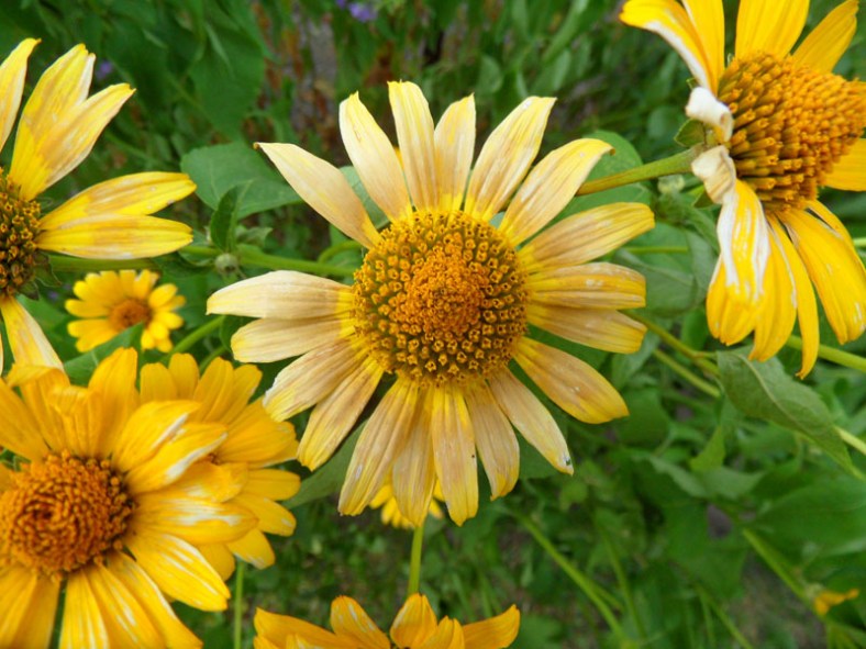 Vankleek Hill garden