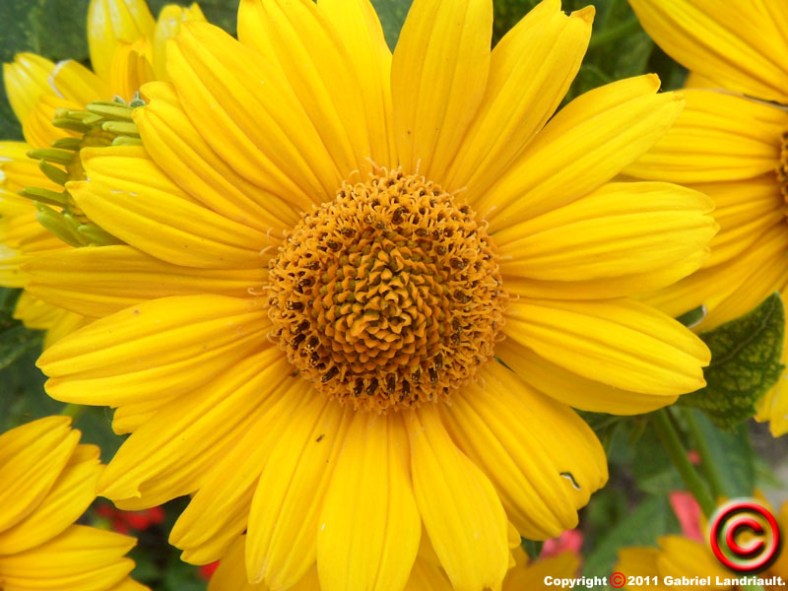 Vankleek Hill colour