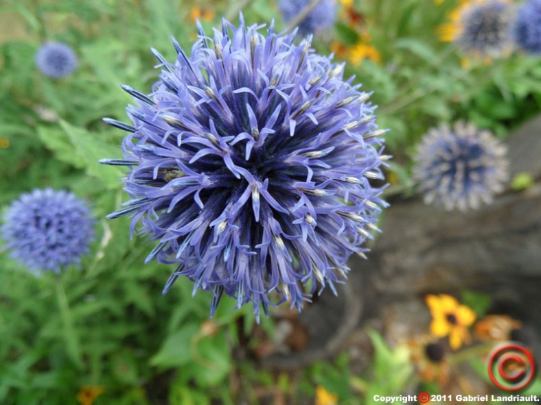 a Vankleek Hill flower
