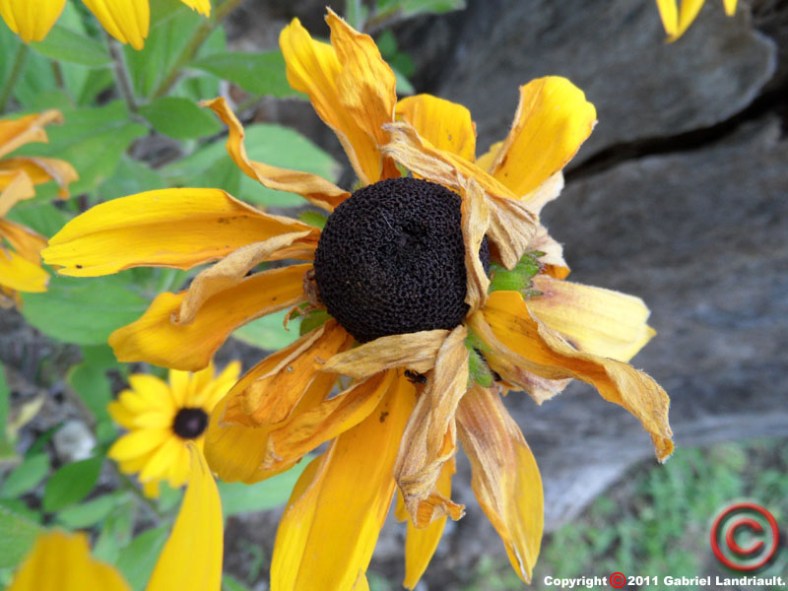 Vankleek Hill garden