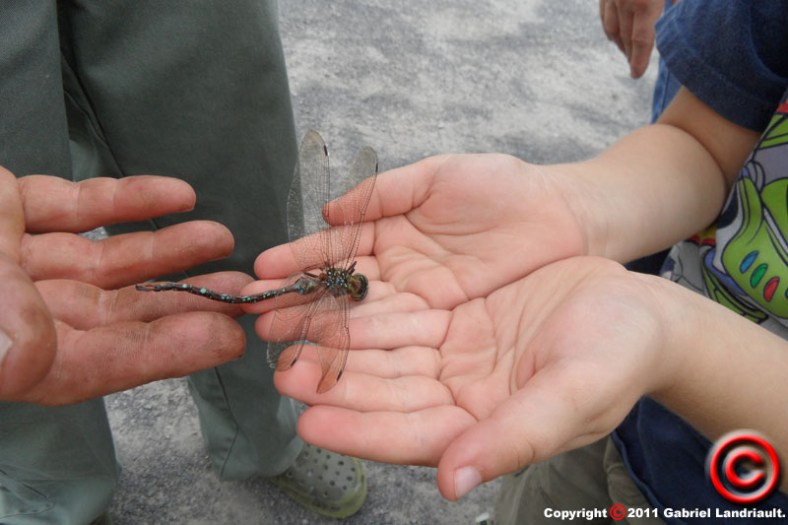 Vankleek Hill dragonfly