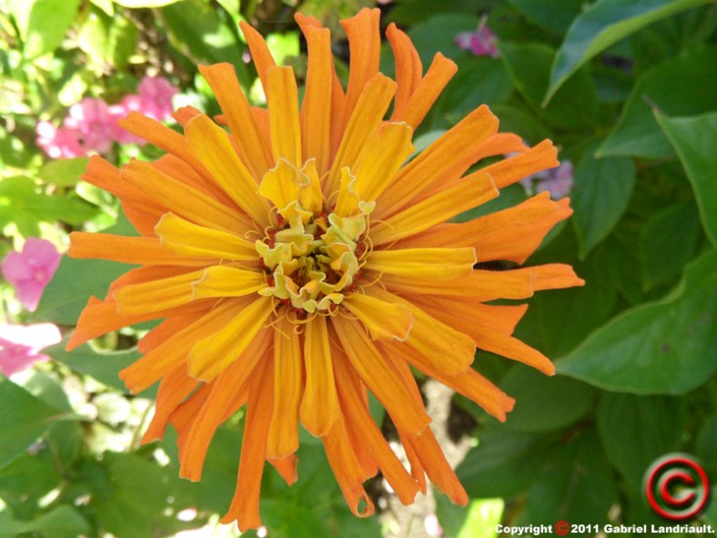 Vankleek Hill garden