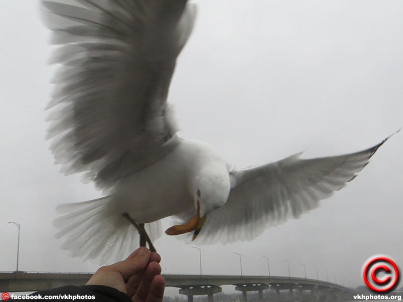 Vankleek Hill Amateur Photo Club
